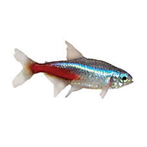 freshwater fish at petsmart|petsmart fish for sale images.